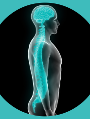 Green and Black image of male body with watermarked spine and brain